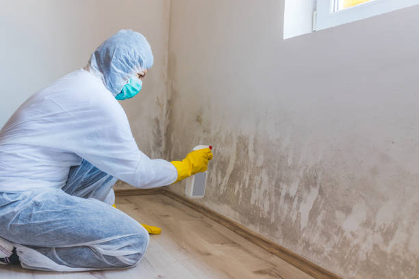 Licensed Basement Mold Remediation service in Rumson, NJ - Car Mold Remediation