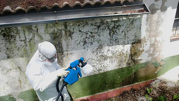 Top rated local Basement Mold Remediation specialists in Rumson, NJ